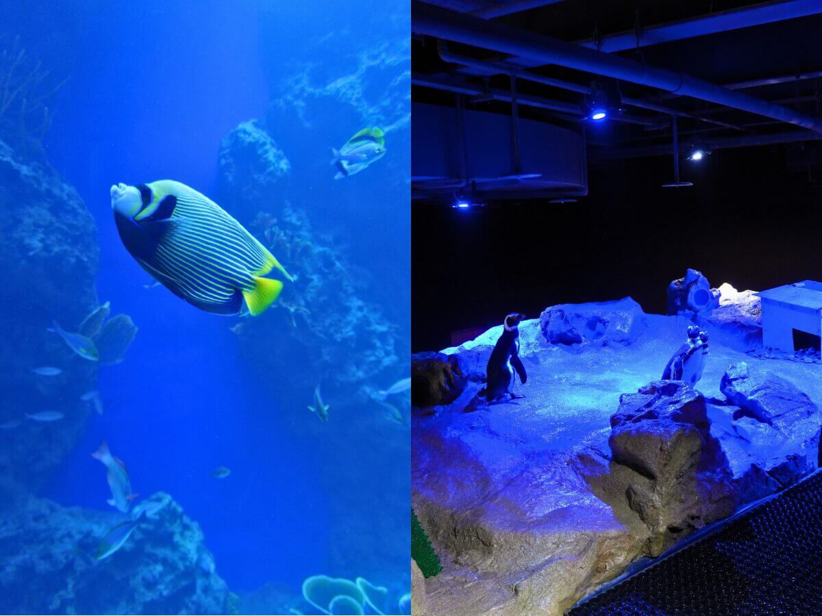 台中一日遊｜海線必去新景點！台中海洋館五層展區必看亮點一次看～