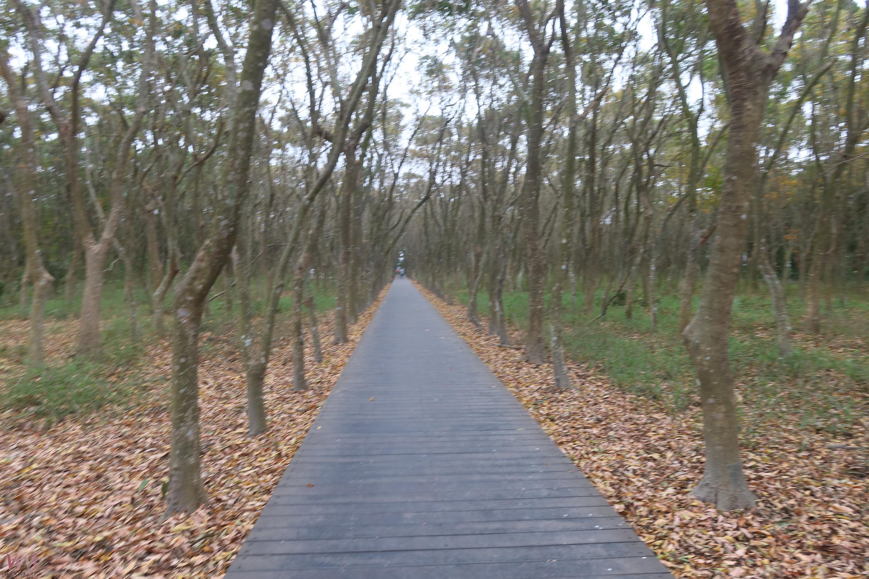 (有影片)/溪州森林步道變身「夢幻打卡點」 民眾:好像到溪頭度假 - https://www.watchmedia01.com