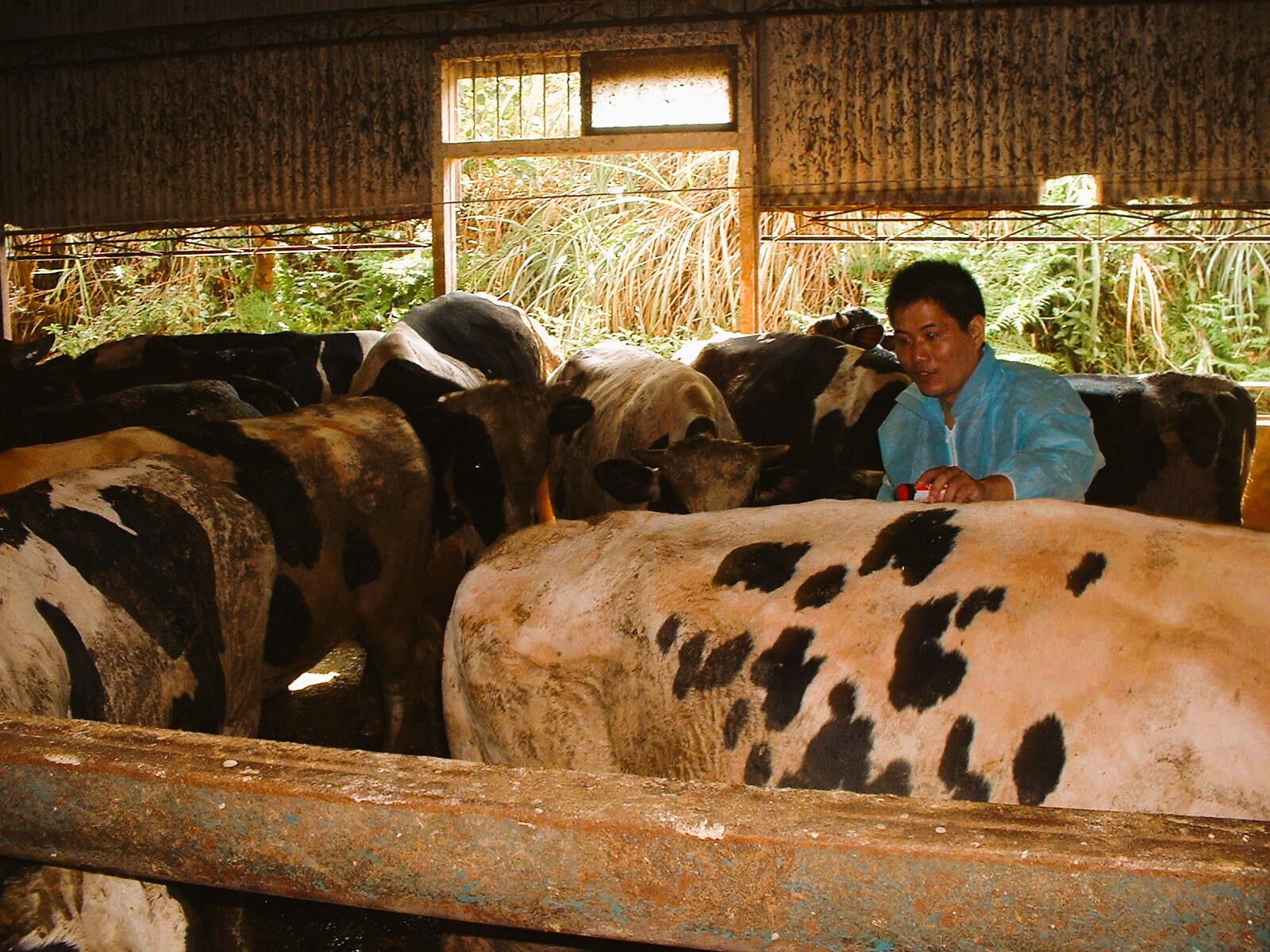 《圖說》佳林醫院平時深入農舍防疫整備,強化災時動物救援。〈林口區公所提供〉