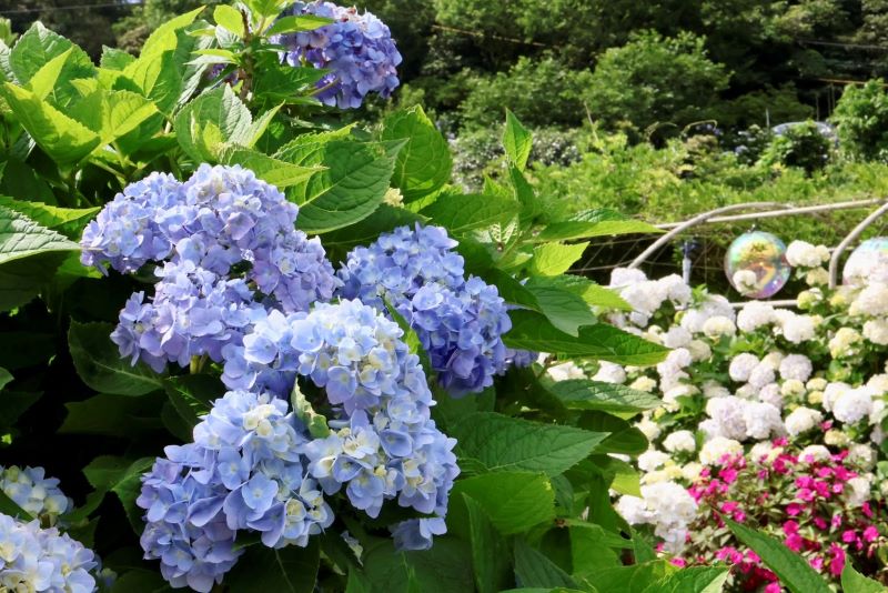 《圖說》萬里高家繡球花海繽紛盛開,團簇花球開滿山谷,是夏季限定的絕美景色。〈觀旅局提供〉